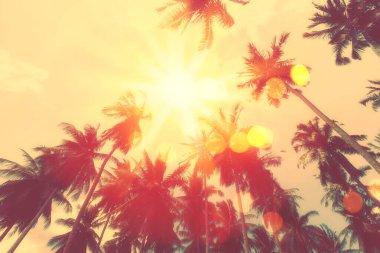 Gün batımında güneş ışığı alan tropikal palmiye ağaçlarının gölgelerini kopyala ve soyut bir zemin oluştur. Yaz tatili ve doğa yolculuğu macera konsepti. Klasik ton filtre efekti renk biçimi.