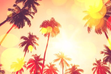 Gün batımında güneş ışığı alan tropikal palmiye ağaçlarının gölgelerini kopyala ve soyut bir zemin oluştur. Yaz tatili ve doğa yolculuğu macera konsepti. Klasik ton filtre efekti renk biçimi.