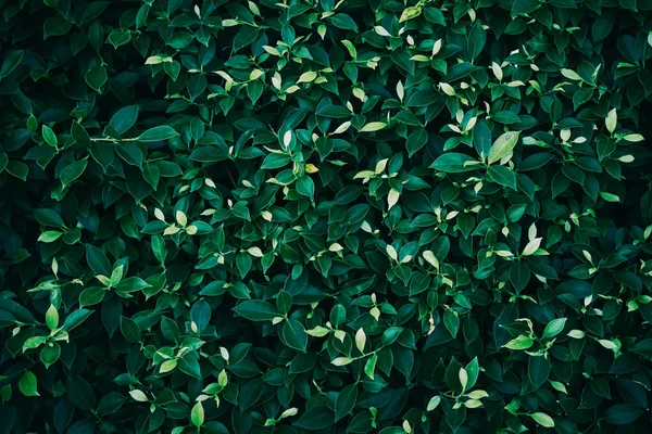 Tropikal doğa yaprak yeşil doku arka plan kadar kapatın. Uzay ekoloji çevre kopyalayın ve macera kavramı seyahat. Sığ derinlik-in tarla. Vintage sesi filtre efekti renk stili.