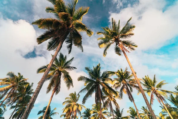 Copy Space Tropical Palm Tree Sun Light Blue Sky White — Stock Photo, Image