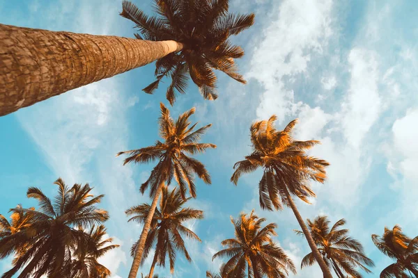 Espaço Cópia Palmeira Tropical Com Luz Solar Céu Azul Nuvem — Fotografia de Stock