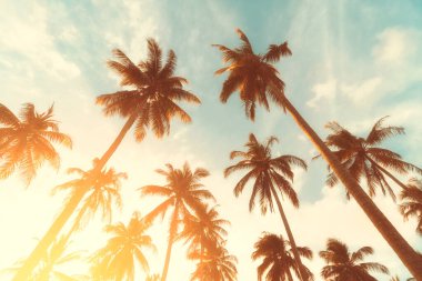 Gün batımında güneş ışığı alan tropikal palmiye ağaçlarının gölgelerini kopyala ve soyut bir zemin oluştur. Yaz tatili ve doğa yolculuğu macera konsepti. Klasik ton filtre efekti renk biçimi.