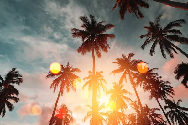 Copiar Espacio Silueta Palmera Tropical Con Luz Del Sol Cielo — Foto de Stock