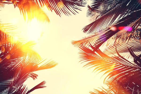 Kopieren Sie Raum Der Silhouette Tropische Palme Mit Sonnenlicht Himmel — Stockfoto