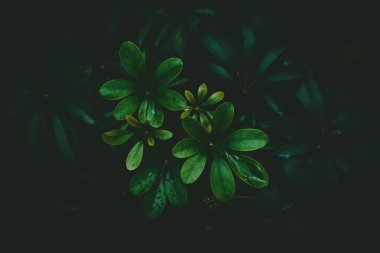 Tropikal doğa yeşil yaprak dokusu soyut arkaplan üzerine yağmur damlalarını kapatın. Uzay ekolojisi ve seyahat macera konseptini kopyalayın. Yüzeyin derinliği. Klasik ton filtre efekti renk biçimi.