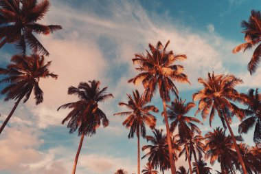 Gün batımında güneş ışığı alan tropikal palmiye ağaçlarının gölgelerini kopyala ve soyut bir zemin oluştur. Yaz tatili ve doğa yolculuğu macera konsepti. Klasik ton filtre efekti renk biçimi.