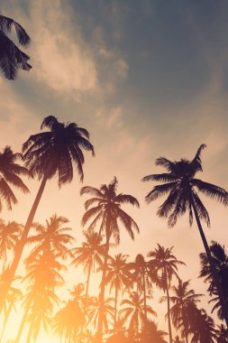 Gün batımında güneş ışığı alan tropikal palmiye ağaçlarının gölgelerini kopyala ve soyut bir zemin oluştur. Yaz tatili ve doğa yolculuğu macera konsepti. Klasik ton filtre efekti renk biçimi.