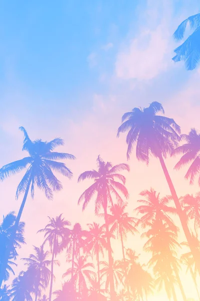 Copy Space Silhouette Tropical Palm Tree Sun Light Sunset Sky — Stock Photo, Image