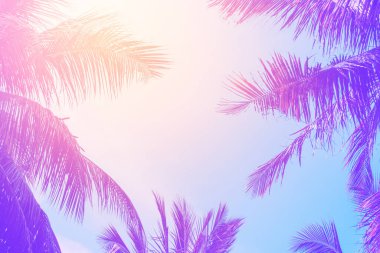 Gün batımında güneş ışığı alan tropikal palmiye ağaçlarının gölgelerini kopyala ve soyut bir zemin oluştur. Yaz tatili ve doğa yolculuğu macera konsepti. Pastel ton filtre efekti renk biçimi.