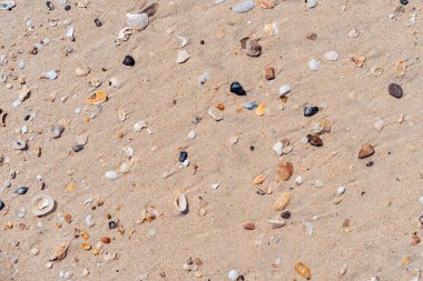 Kum plajı ve deniz kabuğu dokusunun soyut arkaplanı kopyala. Yaz tatili ve seyahat rahatlama konsepti. Klasik ton filtre efekti renk biçimi.
