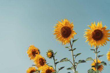 Mavi gökyüzü arka planında güzel bir ayçiçeği. Klasik ton filtre efekti renk biçimi.