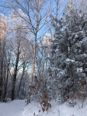 Uzak Doğu 'da kar ormanı kapladı, Vladivostok.