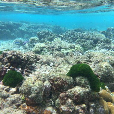 Saipan sularının altındaki beyaz kumdaki çok renkli mercanlar.