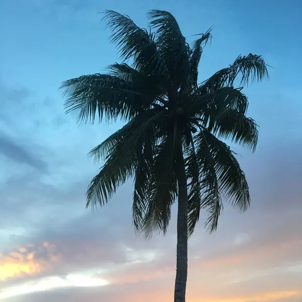 Die Spitze Einer Palme Auf Blauem Himmelshintergrund Auf Tropischer Insel — Stockfoto