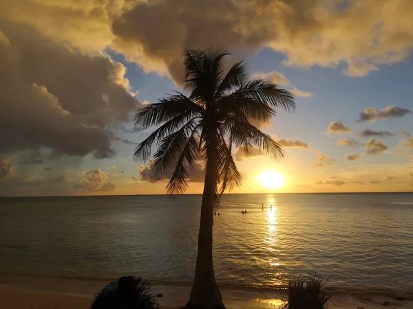 Die Einsame Palme Auf Dem Hintergrund Des Sonnenuntergangs Auf Saipan — Stockfoto