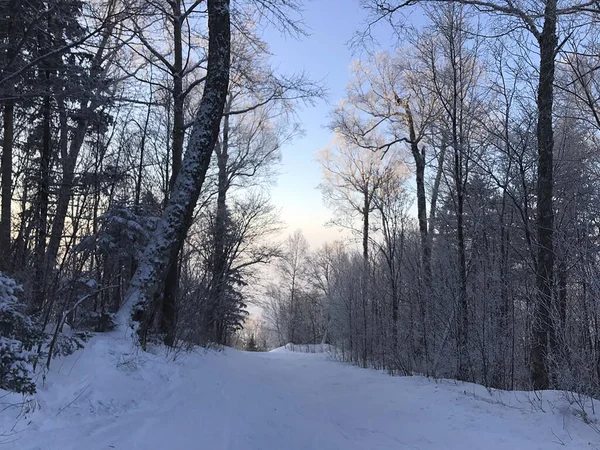 远东地区冬季森林里的积雪覆盖了道路 — 图库照片