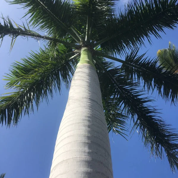 Ветви Пальмы Голубом Фоне Неба Тропическом Острове — стоковое фото