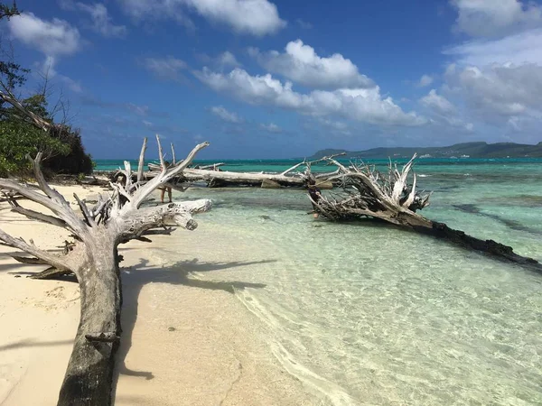 Повалені Дерева Березі Острова Манагаха — стокове фото