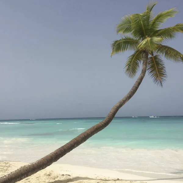 Samotna Palma Śnieżnobiałej Plaży Wyspy Saona — Zdjęcie stockowe