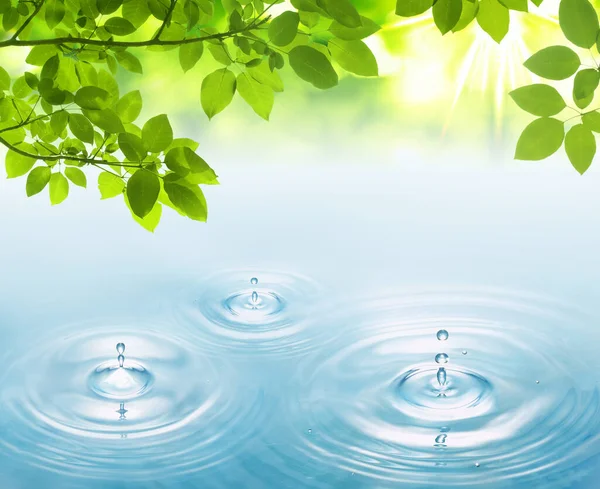 Zielony Liść Kroplami Wody Stawie — Zdjęcie stockowe