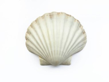 Beyaz arkaplanda deniz kabuğu izole