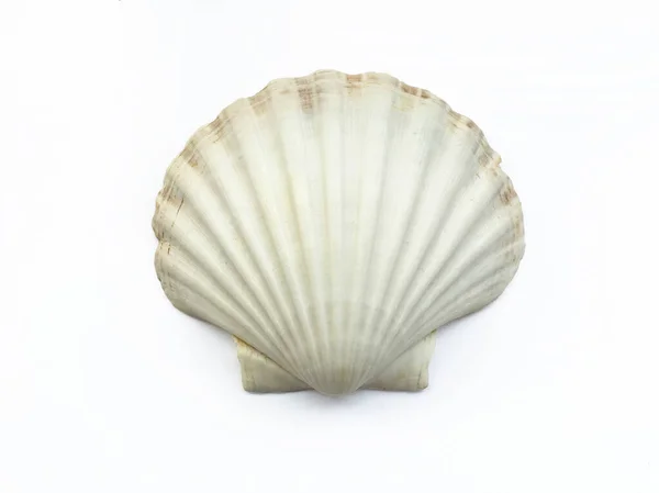 Beyaz arkaplanda deniz kabuğu izole