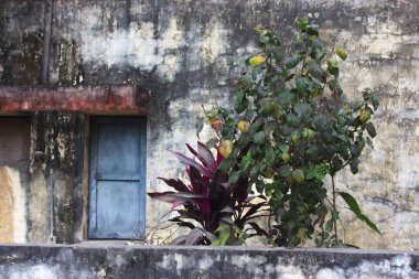 İçinde kalp şeklinde zencefilli kurabiyeler olan bir tabak ve Noel ağacı şeklinde kar taneleri ve hediye paketlerinin ve Noel süslerinin arka planında yıldızlar.