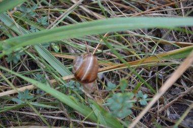 Bir salyangoz çimenli bir ormanda ilerliyor.