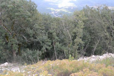 Dağdan sisli vadiye inerken ağaçların ve çalıların ilginç biçimleri