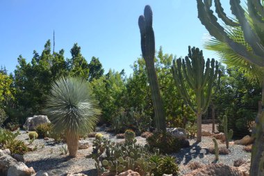 Güneşli bir günde, dikenlerden ve çalılardan oluşan küçük bir park.