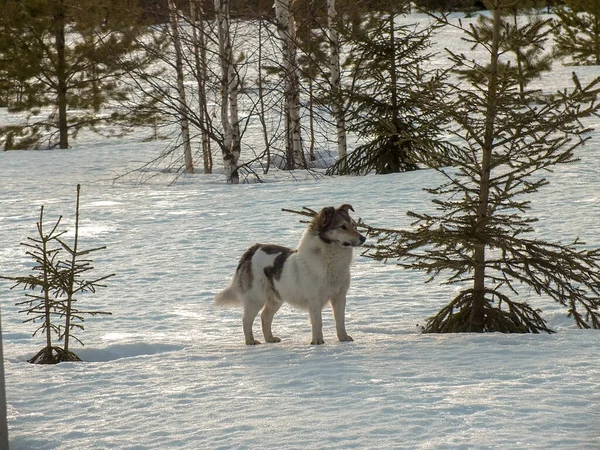 Honden Wandelen Sneeuw Natuur — Stockfoto