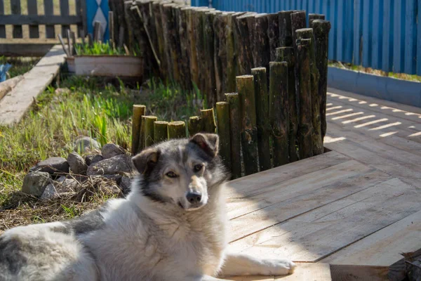 Verschiedene Position Eines Hundes Der Sich Der Sonne Sonnt — Stockfoto