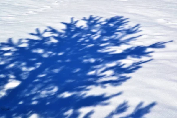 Kışın Kar Beyazı Battaniyesinde Bir Ağacın Gölgesi — Stok fotoğraf