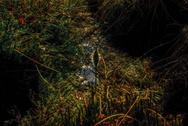  .Suyun içindeki güneşten parlıyor.