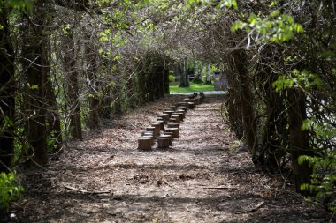 İlkbaharın başlarında ortada kütükler olan bir sıra ağaç..