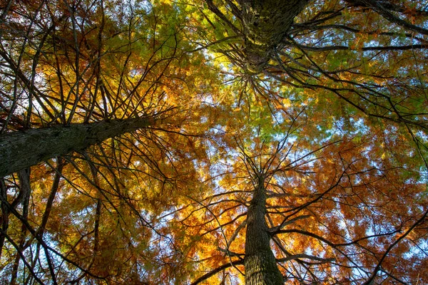 Bottom View Tall Old Trees Forest Early Fall — Stock Photo, Image