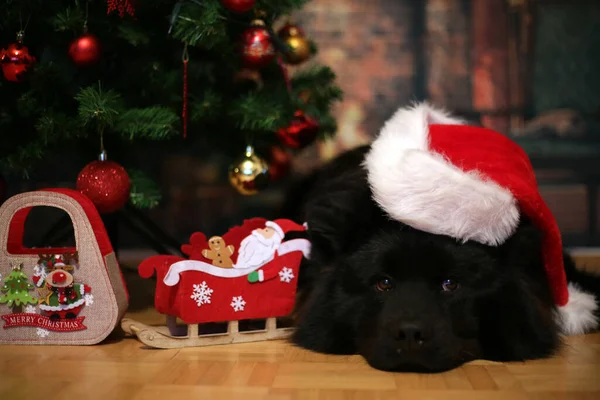 Eurásia Cão Preto Deitado Beira Árvore Natal — Fotografia de Stock