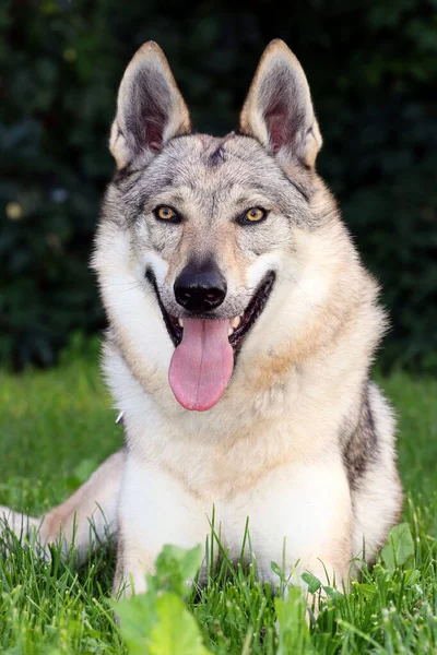 Prachtige Grijze Tsjechoslowaakse Wolfshond Zittend Het Gras — Stockfoto