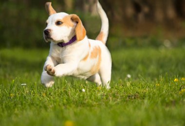 Çimenlerde koşan sevimli köpek yavrusu..