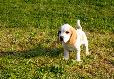 Tatlı köpek yavrusu çimlerin üzerinde duruyor..