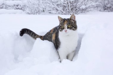 Evcil kedi taze karda eğleniyor..