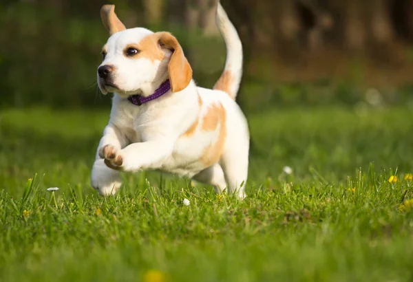 Söt Beagle Valp Som Springer Gräs — Stockfoto