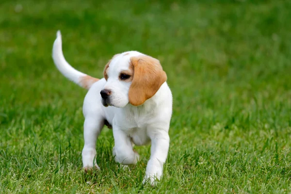 Söt Beagle Valp Som Springer Gräset — Stockfoto