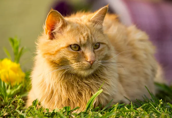 Niedliche Orangefarbene Hauskatze Sitzt Gras — Stockfoto