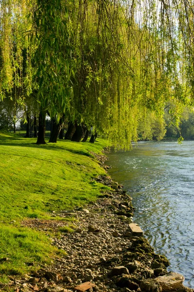 Slovenya Krka nehrinin kıyısında güzel bir bahar sabahı.