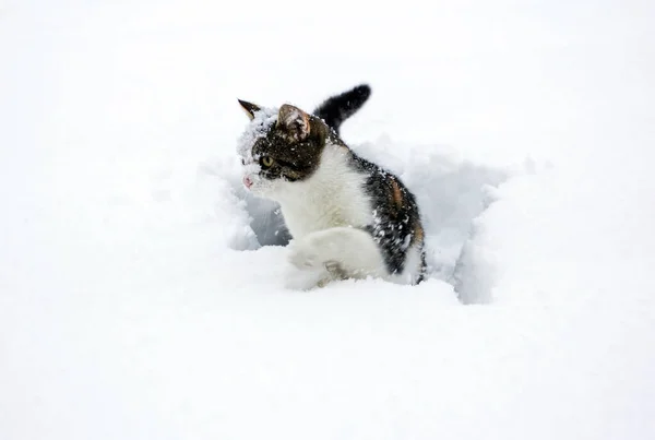 Hauskatze Neuschnee — Stockfoto