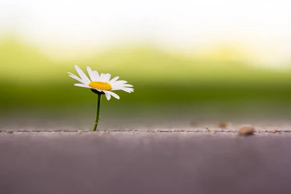 Single Daisy Flower Concrete — Stock Photo, Image