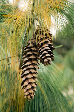 Ağaçtaki kozalağın ayrıntıları..