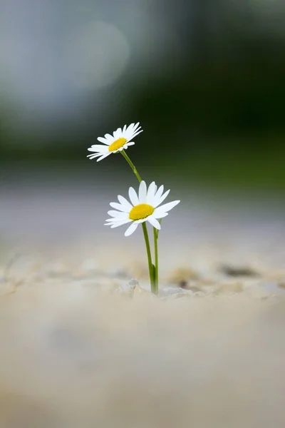 Par Hermosas Flores Margarita — Foto de Stock