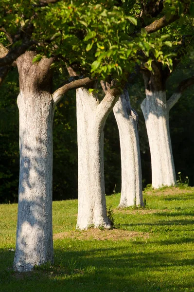 Bäume Obstgarten Mit Weißem Stamm — Stockfoto